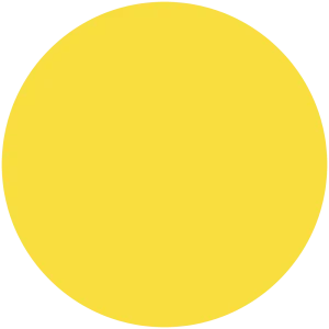 Yellow Rose